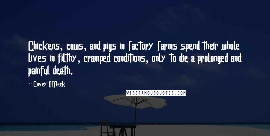 Casey Affleck Quotes: Chickens, cows, and pigs in factory farms spend their whole lives in filthy, cramped conditions, only to die a prolonged and painful death.