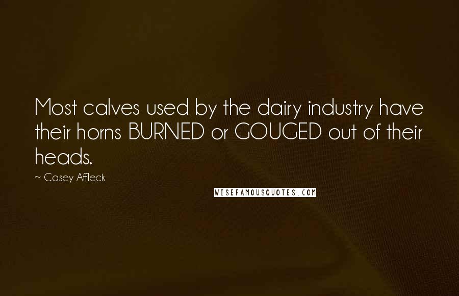 Casey Affleck Quotes: Most calves used by the dairy industry have their horns BURNED or GOUGED out of their heads.