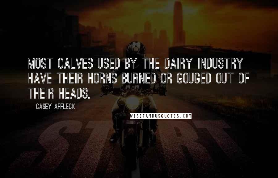 Casey Affleck Quotes: Most calves used by the dairy industry have their horns BURNED or GOUGED out of their heads.