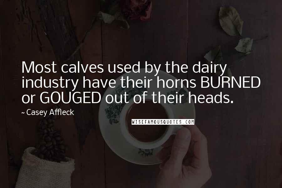 Casey Affleck Quotes: Most calves used by the dairy industry have their horns BURNED or GOUGED out of their heads.