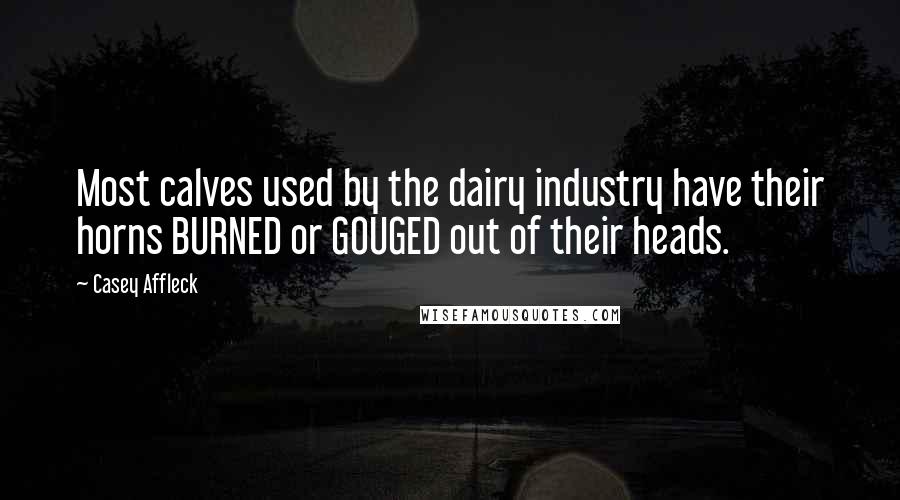 Casey Affleck Quotes: Most calves used by the dairy industry have their horns BURNED or GOUGED out of their heads.