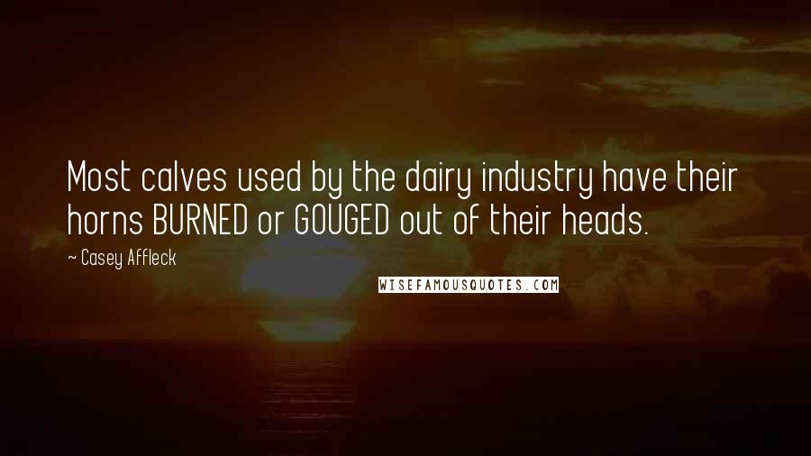 Casey Affleck Quotes: Most calves used by the dairy industry have their horns BURNED or GOUGED out of their heads.