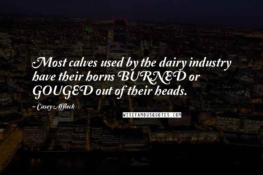 Casey Affleck Quotes: Most calves used by the dairy industry have their horns BURNED or GOUGED out of their heads.