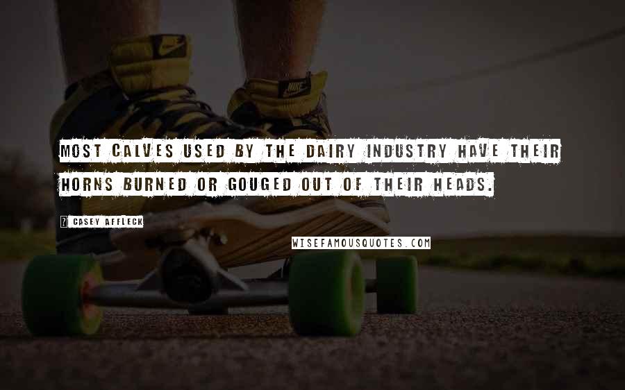 Casey Affleck Quotes: Most calves used by the dairy industry have their horns BURNED or GOUGED out of their heads.