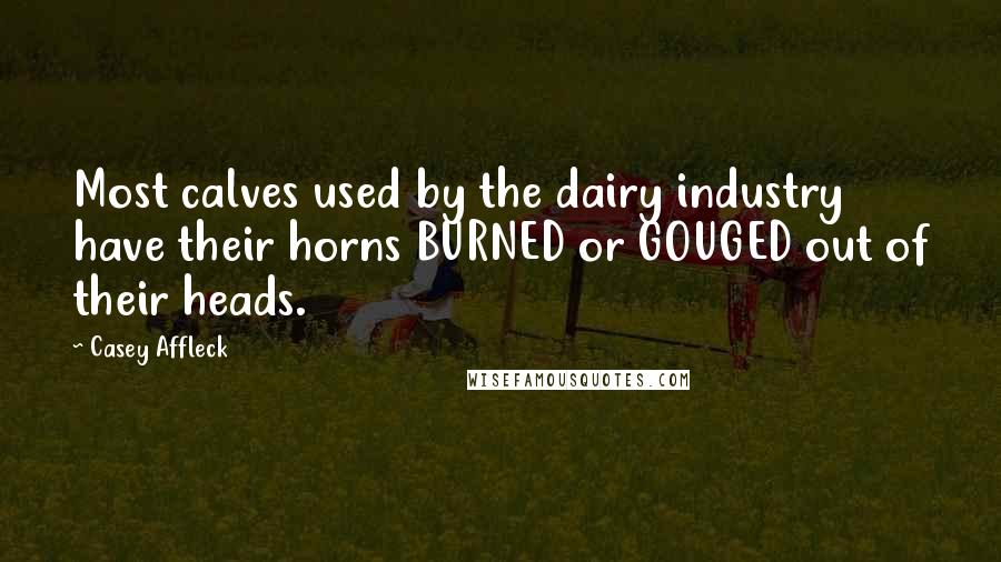 Casey Affleck Quotes: Most calves used by the dairy industry have their horns BURNED or GOUGED out of their heads.