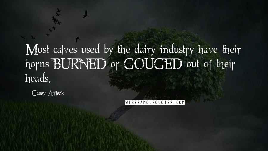 Casey Affleck Quotes: Most calves used by the dairy industry have their horns BURNED or GOUGED out of their heads.