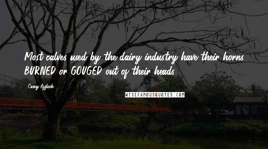 Casey Affleck Quotes: Most calves used by the dairy industry have their horns BURNED or GOUGED out of their heads.