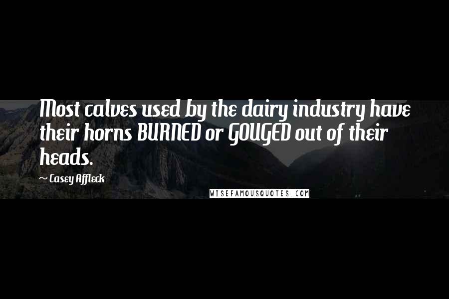 Casey Affleck Quotes: Most calves used by the dairy industry have their horns BURNED or GOUGED out of their heads.