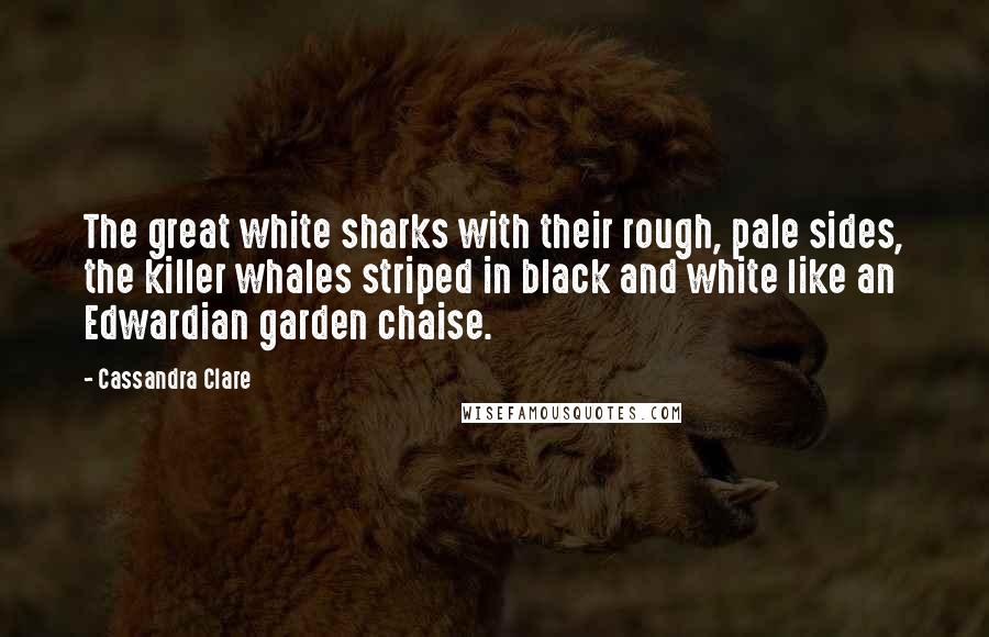 Cassandra Clare Quotes: The great white sharks with their rough, pale sides, the killer whales striped in black and white like an Edwardian garden chaise.