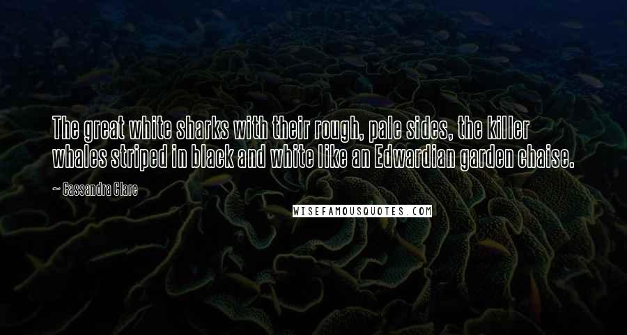 Cassandra Clare Quotes: The great white sharks with their rough, pale sides, the killer whales striped in black and white like an Edwardian garden chaise.