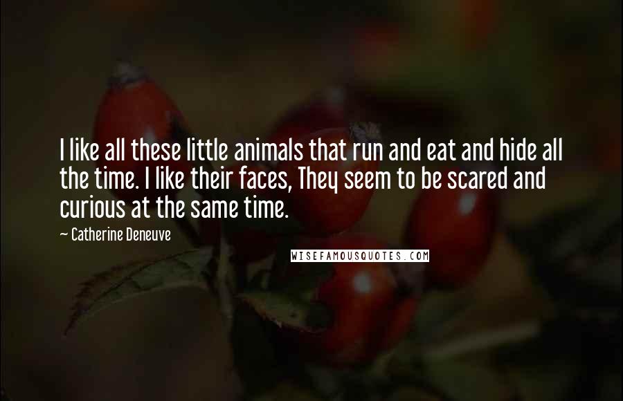 Catherine Deneuve Quotes: I like all these little animals that run and eat and hide all the time. I like their faces, They seem to be scared and curious at the same time.