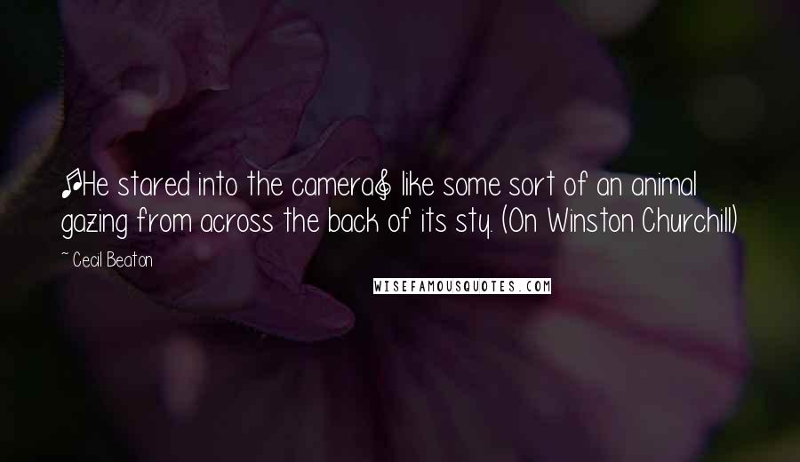 Cecil Beaton Quotes: [He stared into the camera] like some sort of an animal gazing from across the back of its sty. (On Winston Churchill)