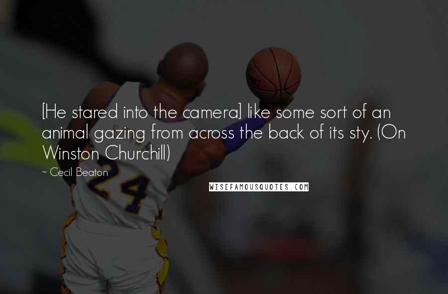 Cecil Beaton Quotes: [He stared into the camera] like some sort of an animal gazing from across the back of its sty. (On Winston Churchill)