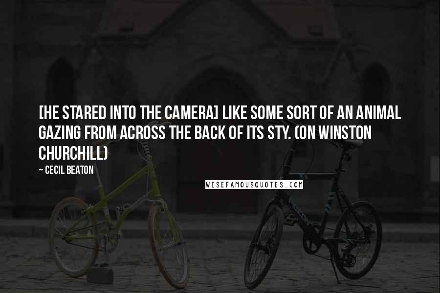 Cecil Beaton Quotes: [He stared into the camera] like some sort of an animal gazing from across the back of its sty. (On Winston Churchill)