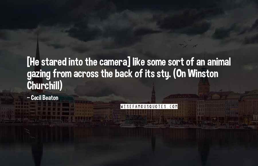 Cecil Beaton Quotes: [He stared into the camera] like some sort of an animal gazing from across the back of its sty. (On Winston Churchill)