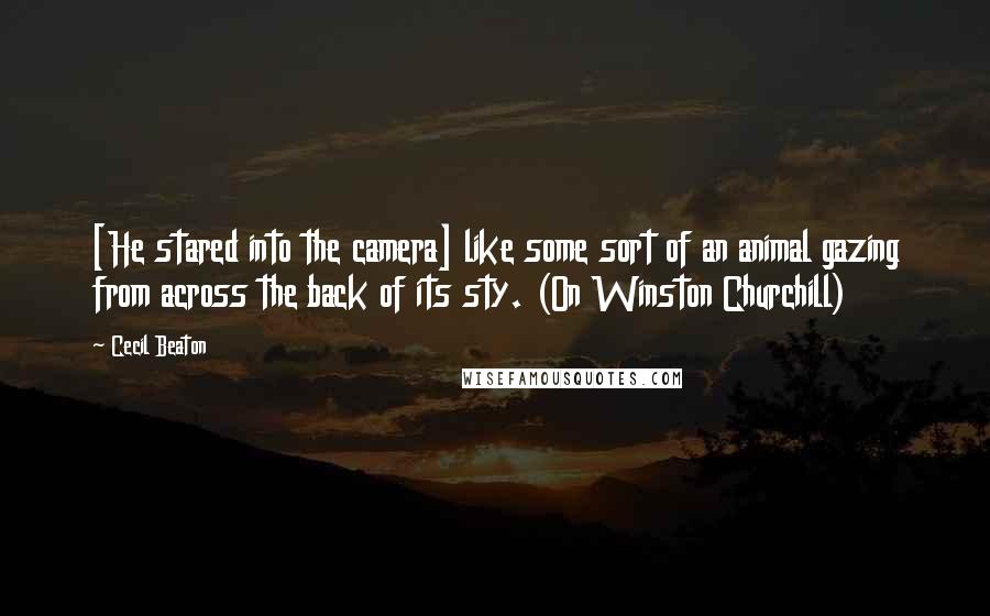 Cecil Beaton Quotes: [He stared into the camera] like some sort of an animal gazing from across the back of its sty. (On Winston Churchill)