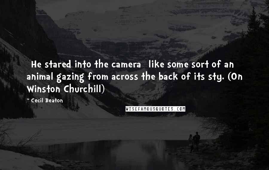 Cecil Beaton Quotes: [He stared into the camera] like some sort of an animal gazing from across the back of its sty. (On Winston Churchill)