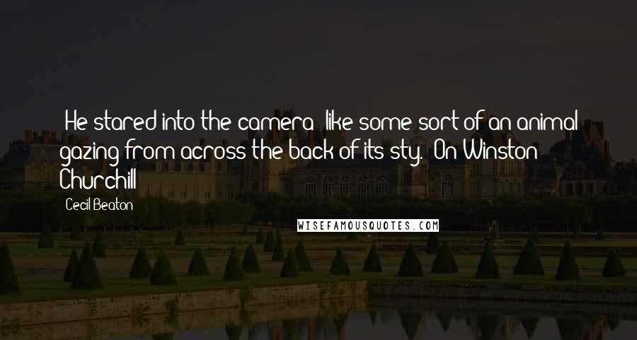 Cecil Beaton Quotes: [He stared into the camera] like some sort of an animal gazing from across the back of its sty. (On Winston Churchill)