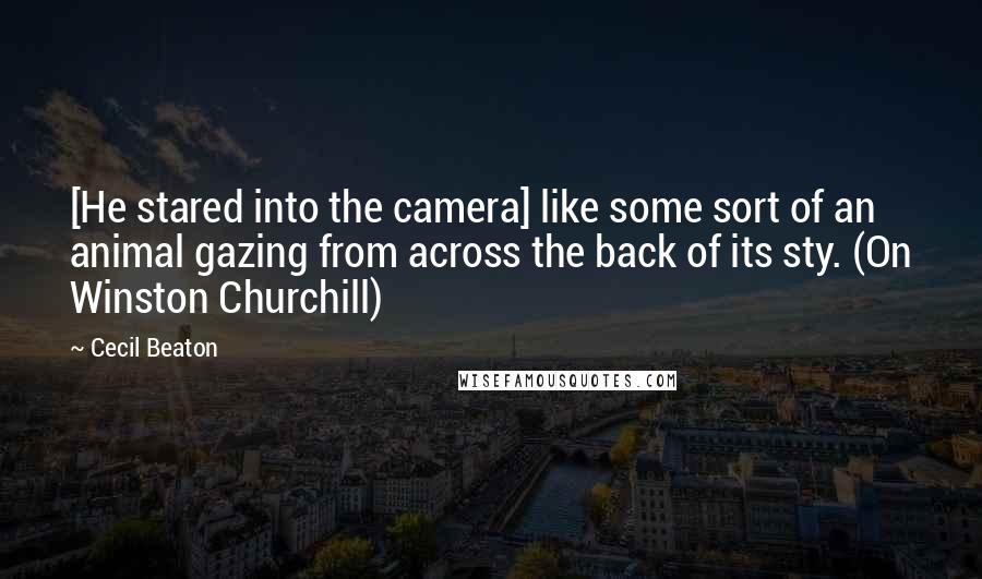 Cecil Beaton Quotes: [He stared into the camera] like some sort of an animal gazing from across the back of its sty. (On Winston Churchill)