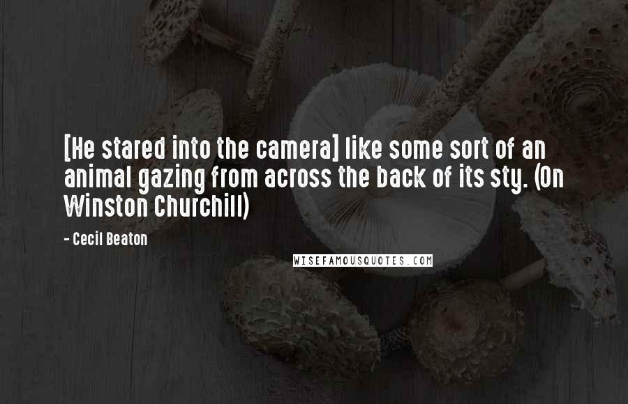 Cecil Beaton Quotes: [He stared into the camera] like some sort of an animal gazing from across the back of its sty. (On Winston Churchill)