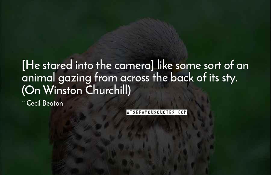 Cecil Beaton Quotes: [He stared into the camera] like some sort of an animal gazing from across the back of its sty. (On Winston Churchill)