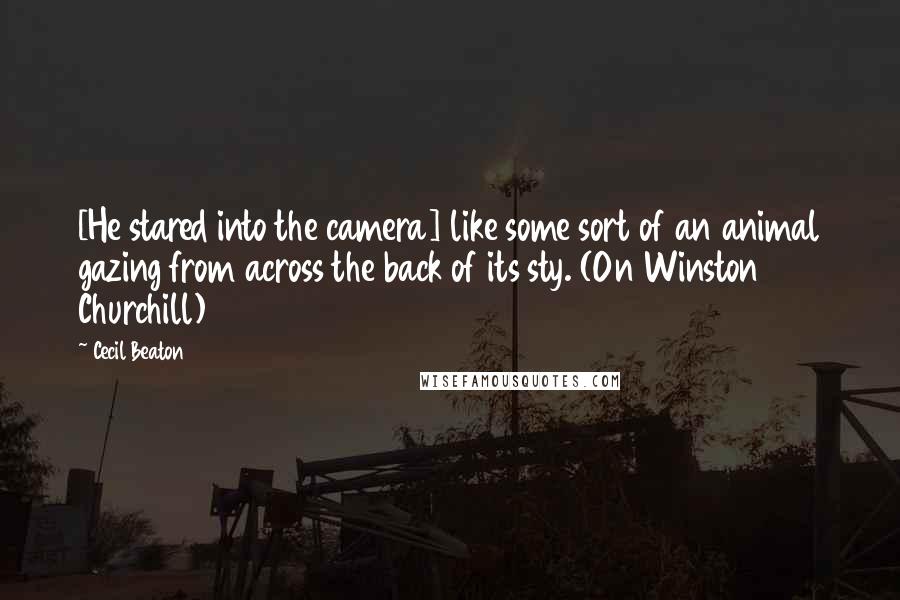 Cecil Beaton Quotes: [He stared into the camera] like some sort of an animal gazing from across the back of its sty. (On Winston Churchill)