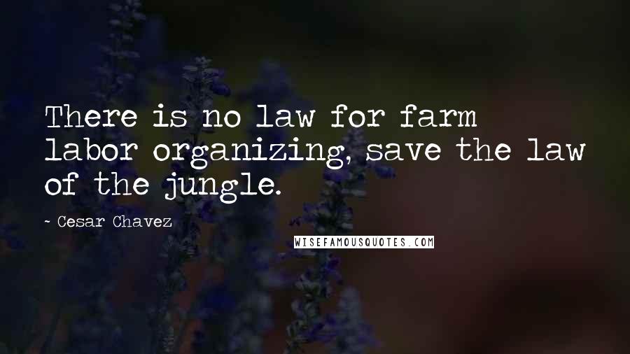 Cesar Chavez Quotes: There is no law for farm labor organizing, save the law of the jungle.