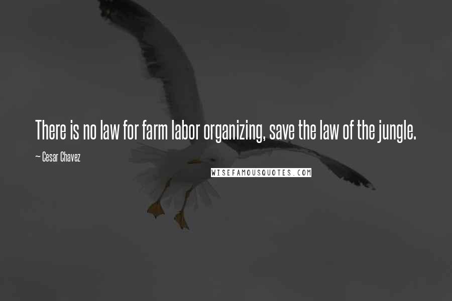 Cesar Chavez Quotes: There is no law for farm labor organizing, save the law of the jungle.