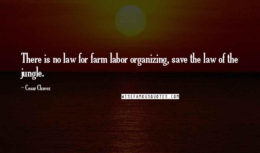 Cesar Chavez Quotes: There is no law for farm labor organizing, save the law of the jungle.