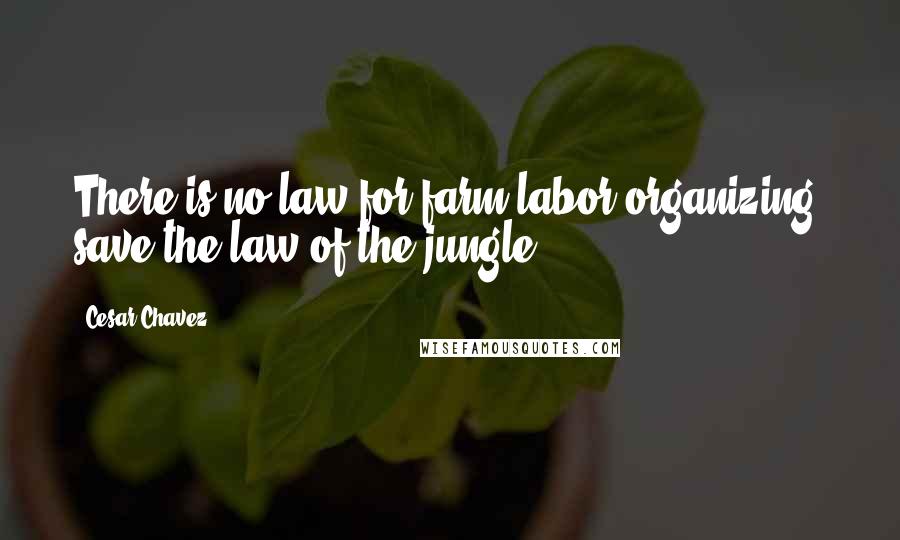 Cesar Chavez Quotes: There is no law for farm labor organizing, save the law of the jungle.