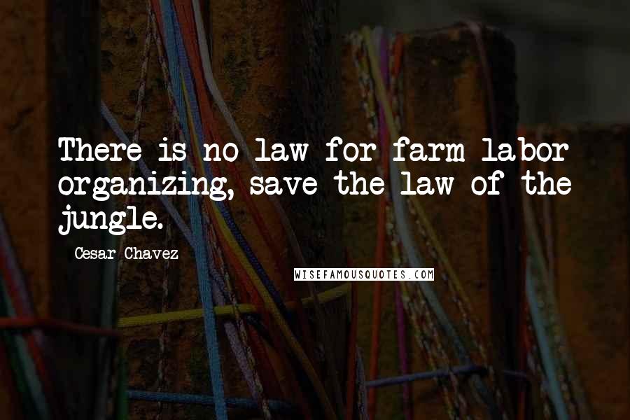 Cesar Chavez Quotes: There is no law for farm labor organizing, save the law of the jungle.