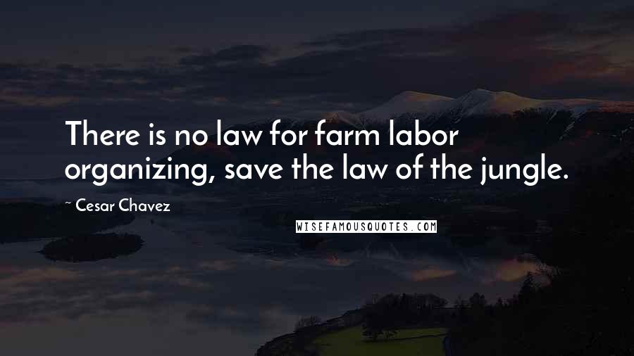 Cesar Chavez Quotes: There is no law for farm labor organizing, save the law of the jungle.