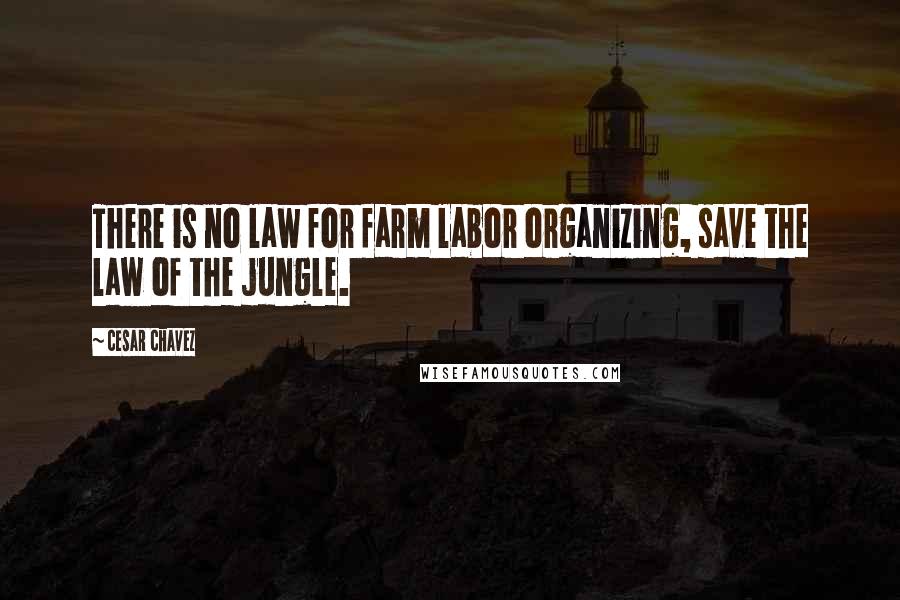 Cesar Chavez Quotes: There is no law for farm labor organizing, save the law of the jungle.