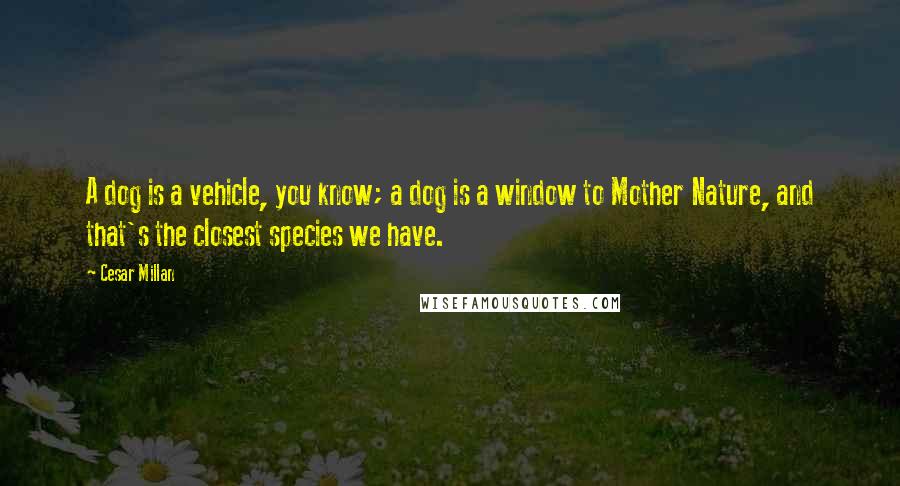 Cesar Millan Quotes: A dog is a vehicle, you know; a dog is a window to Mother Nature, and that's the closest species we have.