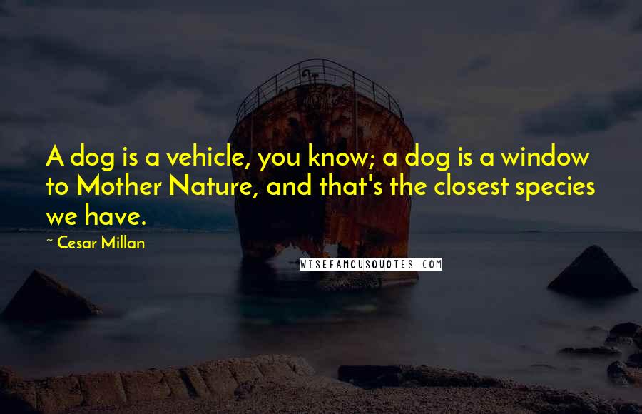 Cesar Millan Quotes: A dog is a vehicle, you know; a dog is a window to Mother Nature, and that's the closest species we have.