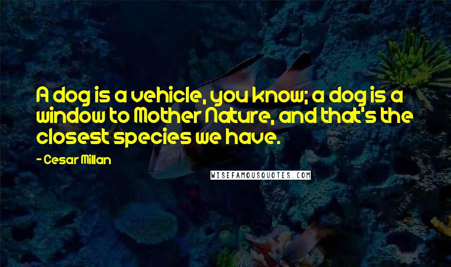 Cesar Millan Quotes: A dog is a vehicle, you know; a dog is a window to Mother Nature, and that's the closest species we have.