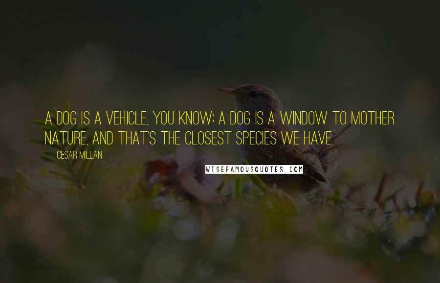 Cesar Millan Quotes: A dog is a vehicle, you know; a dog is a window to Mother Nature, and that's the closest species we have.