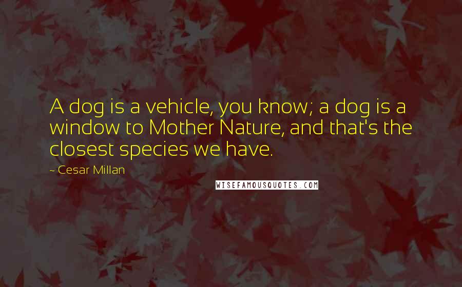 Cesar Millan Quotes: A dog is a vehicle, you know; a dog is a window to Mother Nature, and that's the closest species we have.