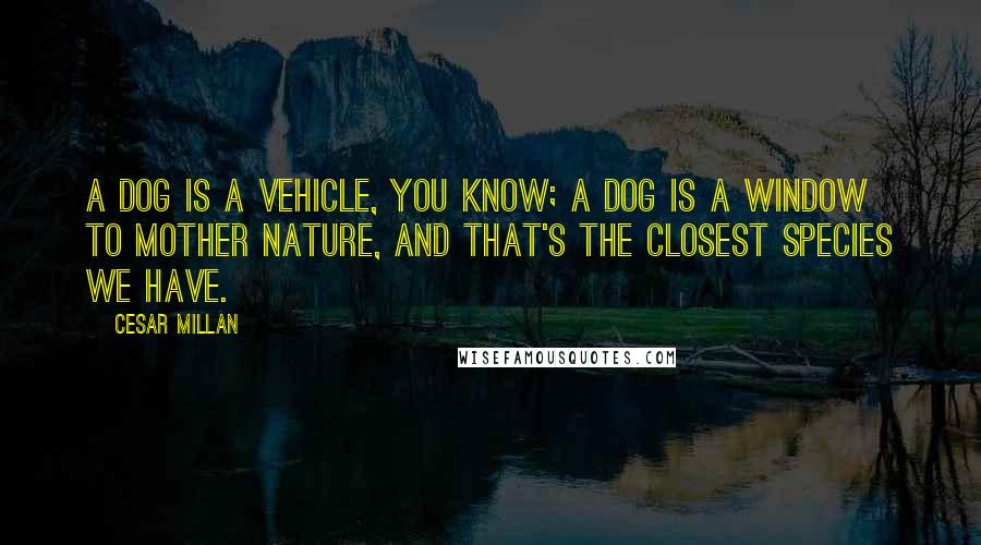 Cesar Millan Quotes: A dog is a vehicle, you know; a dog is a window to Mother Nature, and that's the closest species we have.