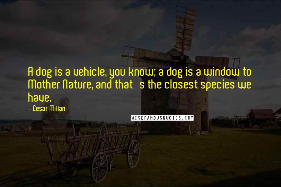 Cesar Millan Quotes: A dog is a vehicle, you know; a dog is a window to Mother Nature, and that's the closest species we have.