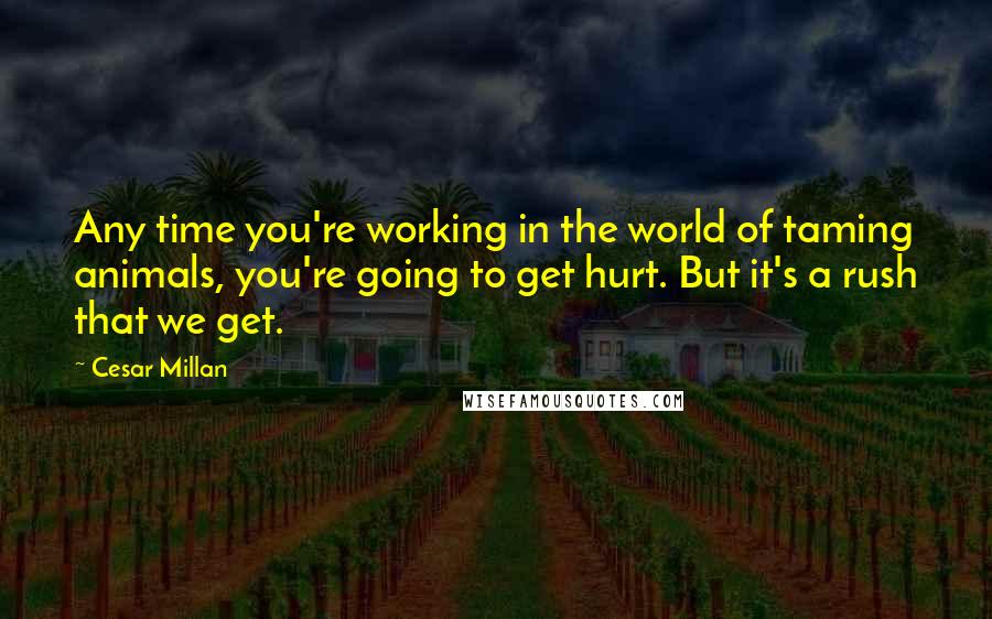 Cesar Millan Quotes: Any time you're working in the world of taming animals, you're going to get hurt. But it's a rush that we get.