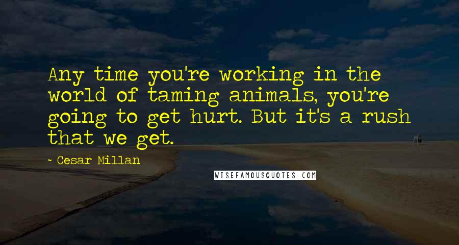 Cesar Millan Quotes: Any time you're working in the world of taming animals, you're going to get hurt. But it's a rush that we get.