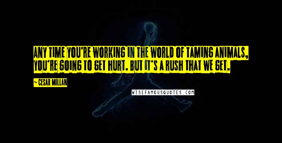 Cesar Millan Quotes: Any time you're working in the world of taming animals, you're going to get hurt. But it's a rush that we get.