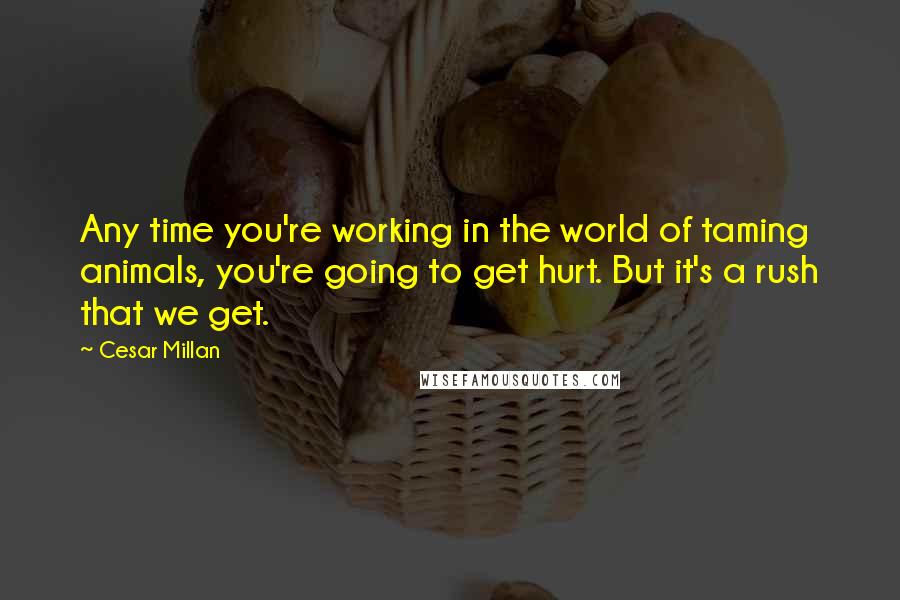 Cesar Millan Quotes: Any time you're working in the world of taming animals, you're going to get hurt. But it's a rush that we get.