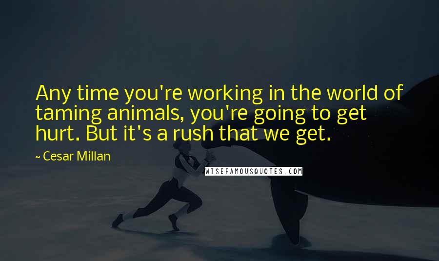 Cesar Millan Quotes: Any time you're working in the world of taming animals, you're going to get hurt. But it's a rush that we get.