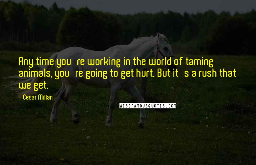 Cesar Millan Quotes: Any time you're working in the world of taming animals, you're going to get hurt. But it's a rush that we get.