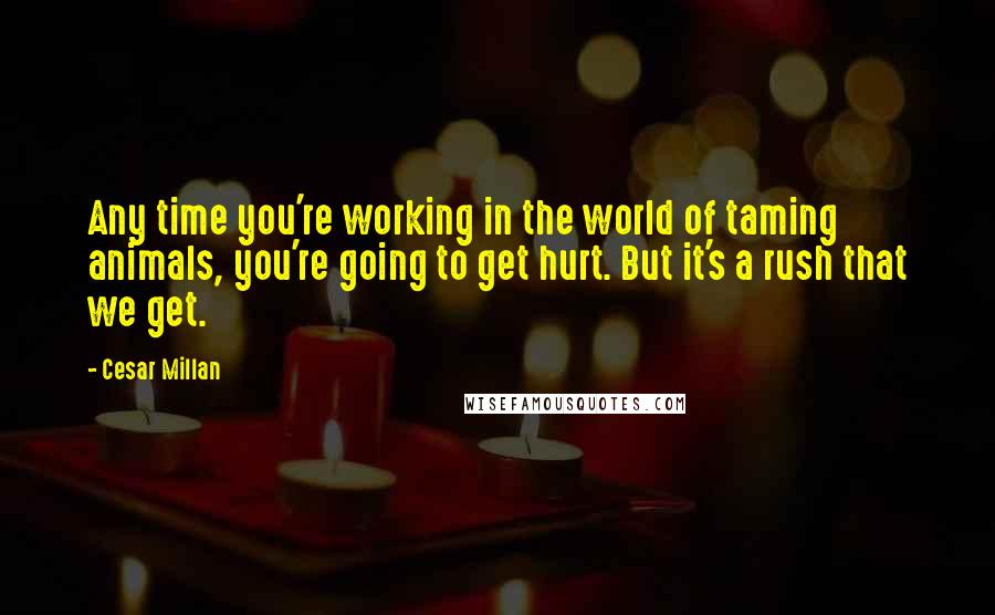 Cesar Millan Quotes: Any time you're working in the world of taming animals, you're going to get hurt. But it's a rush that we get.