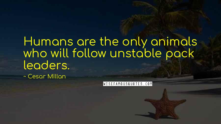 Cesar Millan Quotes: Humans are the only animals who will follow unstable pack leaders.