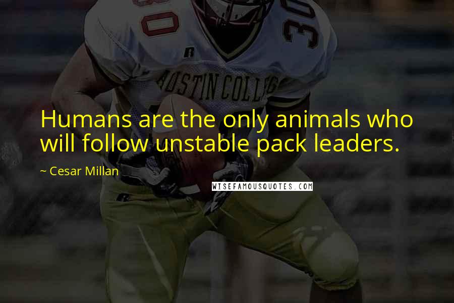 Cesar Millan Quotes: Humans are the only animals who will follow unstable pack leaders.