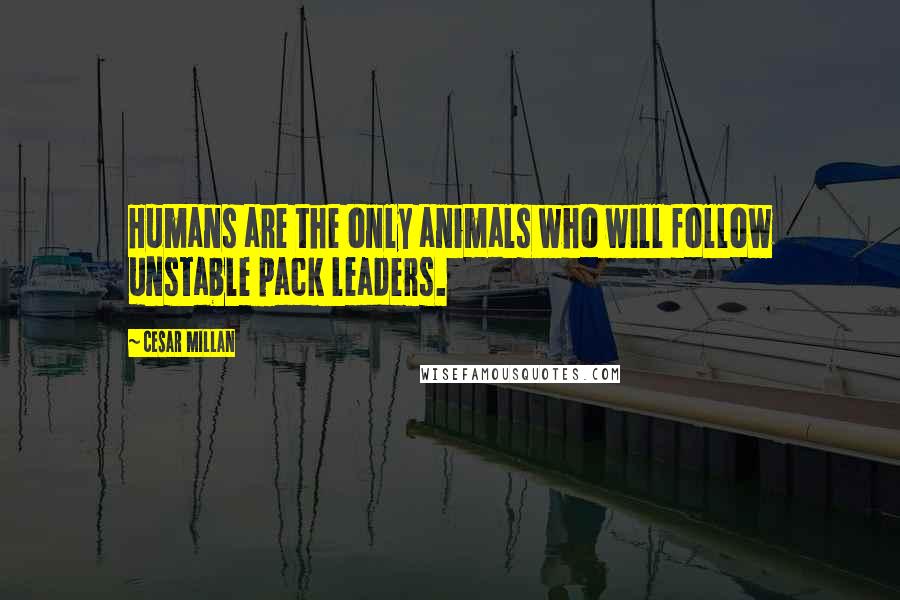 Cesar Millan Quotes: Humans are the only animals who will follow unstable pack leaders.